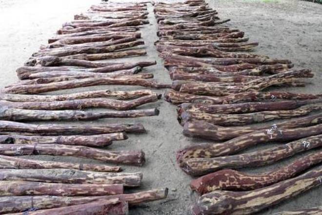 ತಿರುಪತಿ: ಕೆಂಪು ಮರಳು ಸಾಗಾಟಗಾರರೆಂದು ಶಂಕಿಸಿ 80 ಮಂದಿ ಮರದ ಕೆಲಸಗಾರರ ಬಂಧನ